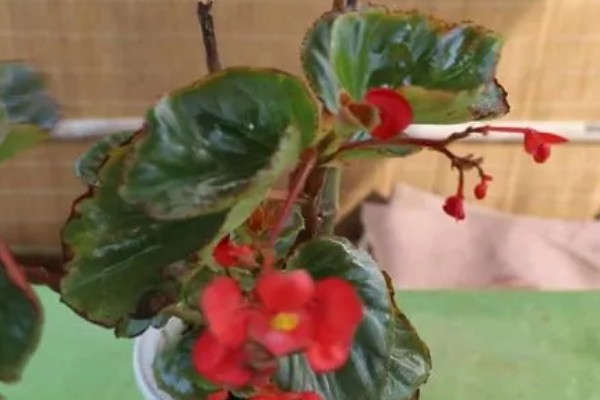 怎么养四季海棠,施肥要点在于薄肥多施