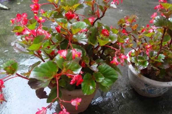 怎么养四季海棠,施肥要点在于薄肥多施