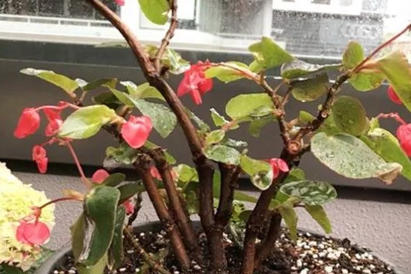 怎么养四季海棠,施肥要点在于薄肥多施