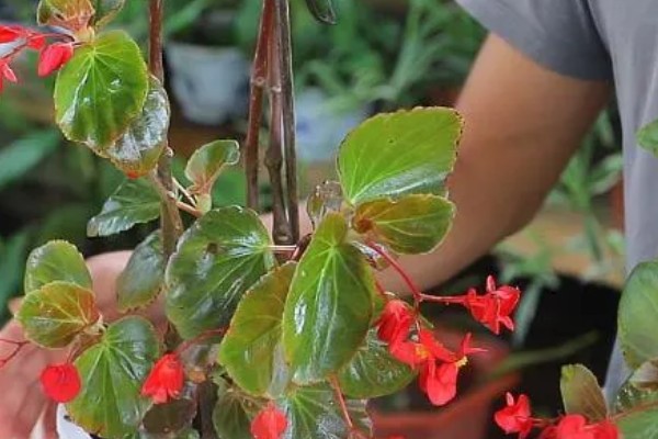 怎么养四季海棠,施肥要点在于薄肥多施