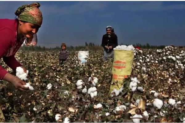新疆棉花的采摘时间，南疆一般在8月中下旬采摘