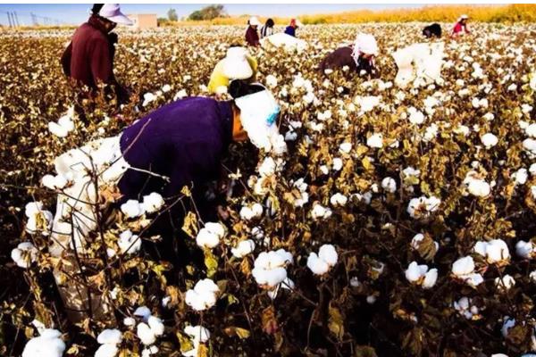 新疆棉花的采摘时间，南疆一般在8月中下旬采摘