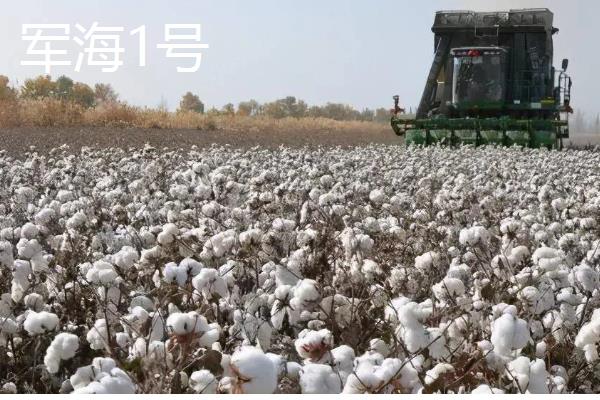 新疆棉花的采摘时间，南疆一般在8月中下旬采摘