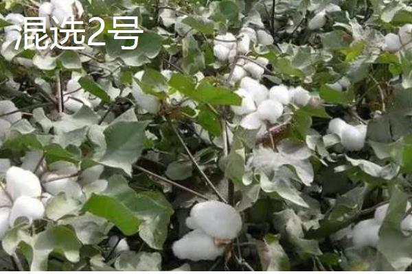 新疆棉花的采摘时间，南疆一般在8月中下旬采摘