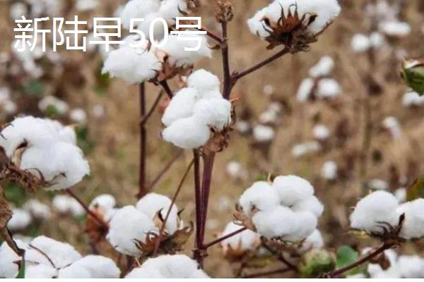 新疆棉花的采摘时间，南疆一般在8月中下旬采摘