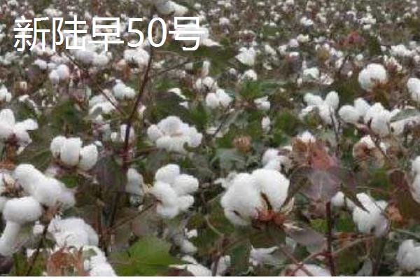 新疆棉花的采摘时间，南疆一般在8月中下旬采摘