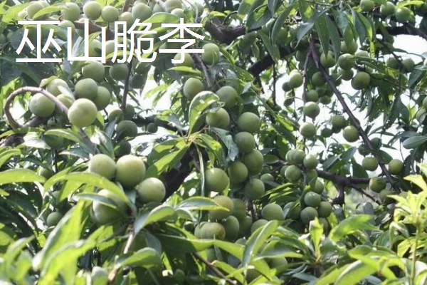 重庆巫山的特产,巫山魔芋常年免检出口于日本