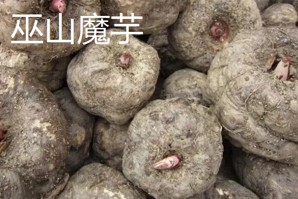 重庆巫山的特产,巫山魔芋常年免检出口于日本