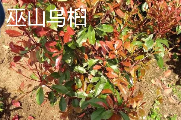 重庆巫山的特产,巫山魔芋常年免检出口于日本