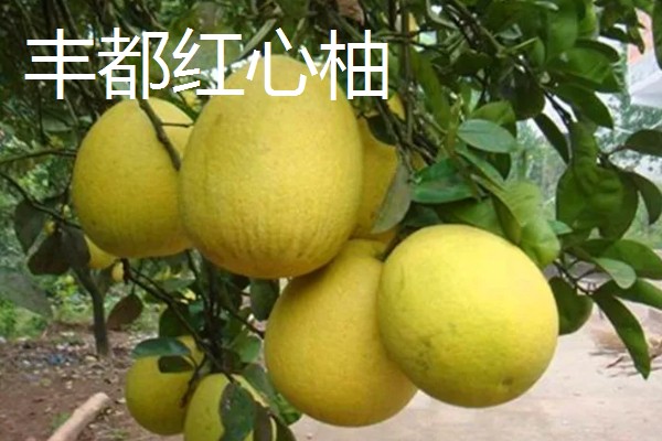 重庆巫山的特产,巫山魔芋常年免检出口于日本