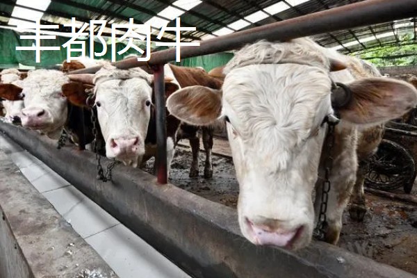 重庆巫山的特产,巫山魔芋常年免检出口于日本