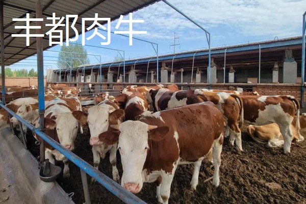 重庆巫山的特产,巫山魔芋常年免检出口于日本