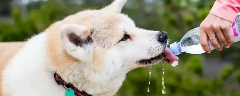 狗狗的喝水量，幼犬和成年犬的饮水量不同