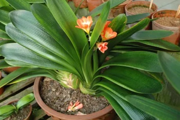 君子兰如何养殖,放置在通风且半阴的环境下养护