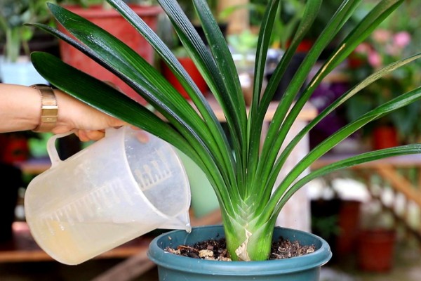 君子兰如何养殖,放置在通风且半阴的环境下养护