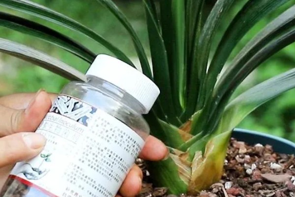 君子兰如何养殖,放置在通风且半阴的环境下养护