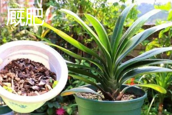 君子兰如何养殖,放置在通风且半阴的环境下养护