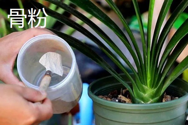 君子兰如何养殖,放置在通风且半阴的环境下养护