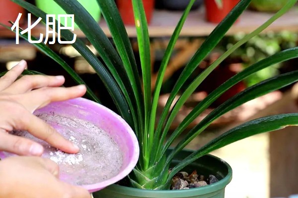 君子兰如何养殖,放置在通风且半阴的环境下养护