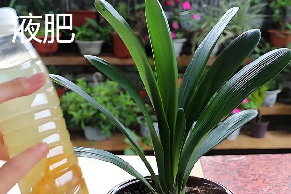 君子兰如何养殖,放置在通风且半阴的环境下养护