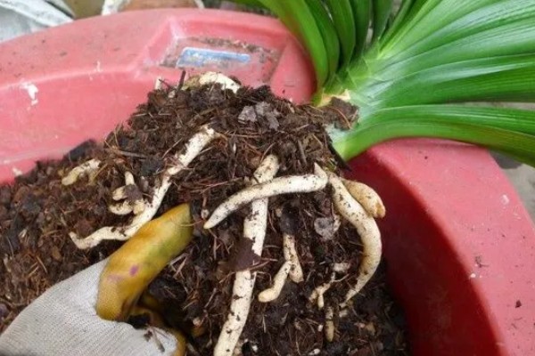 君子兰如何养殖,放置在通风且半阴的环境下养护