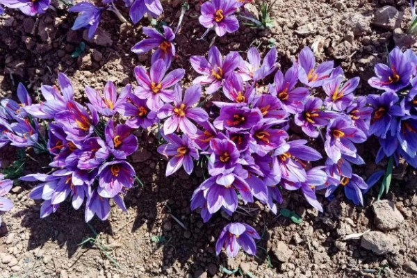 藏红花适合种植在哪些地区，通常在河南、浙江等地种植