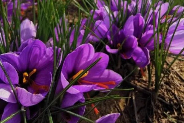 藏红花适合种植在哪些地区，通常在河南、浙江等地种植