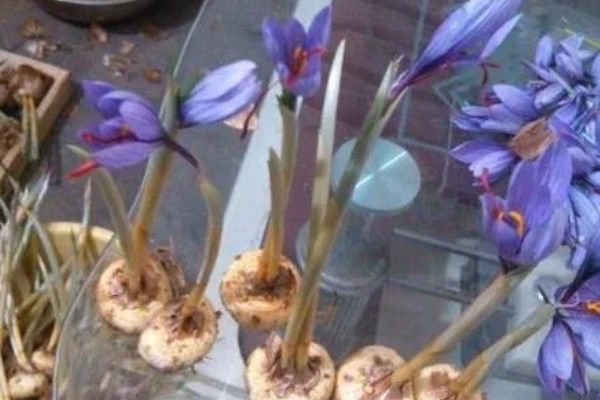 藏红花适合种植在哪些地区，通常在河南、浙江等地种植