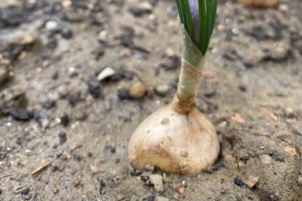 藏红花适合种植在哪些地区，通常在河南、浙江等地种植