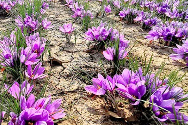 藏红花适合种植在哪些地区，通常在河南、浙江等地种植