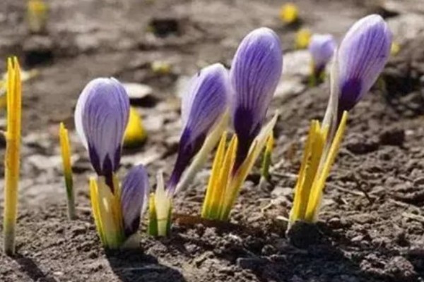 藏红花适合种植在哪些地区，通常在河南、浙江等地种植