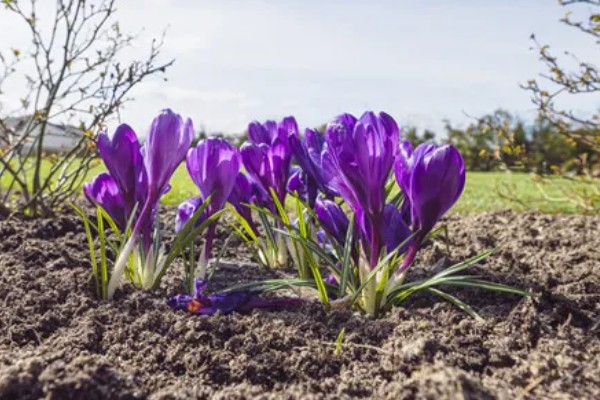 藏红花适合种植在哪些地区，通常在河南、浙江等地种植