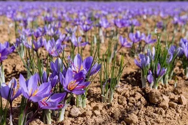 藏红花适合种植在哪些地区，通常在河南、浙江等地种植