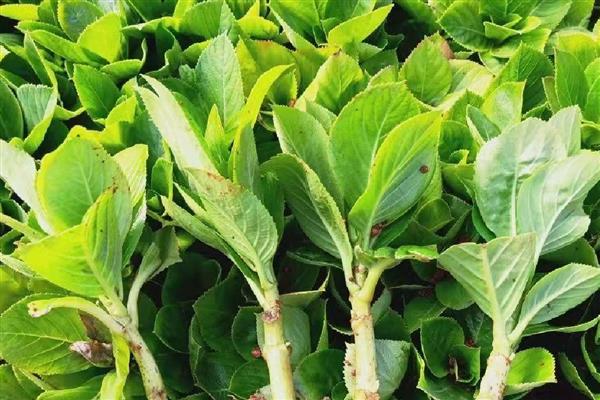 绣球花小苗怎么养长得快,第一步是将植株上的花苞剪掉