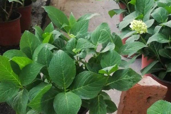 绣球花小苗怎么养长得快,第一步是将植株上的花苞剪掉