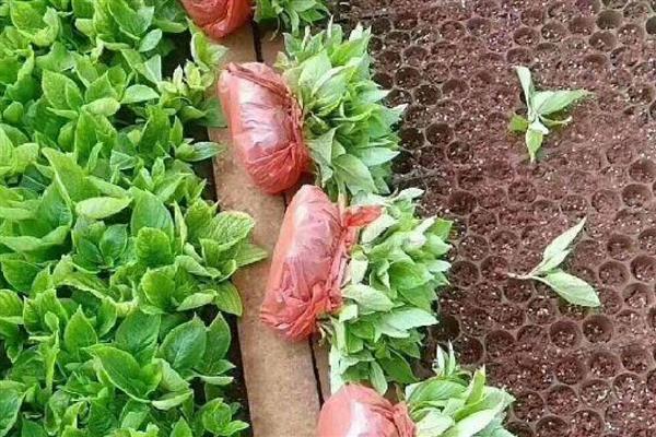 绣球花小苗怎么养长得快,第一步是将植株上的花苞剪掉