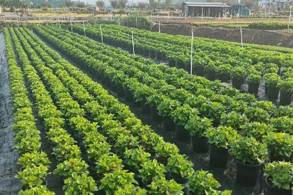 绣球花小苗怎么养长得快,第一步是将植株上的花苞剪掉