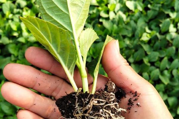 绣球花小苗怎么养长得快,第一步是将植株上的花苞剪掉