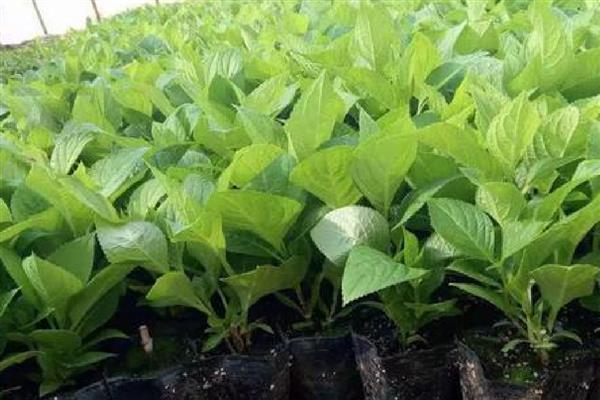 绣球花小苗怎么养长得快,第一步是将植株上的花苞剪掉