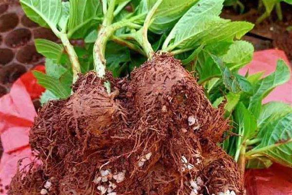 绣球花小苗怎么养长得快,第一步是将植株上的花苞剪掉