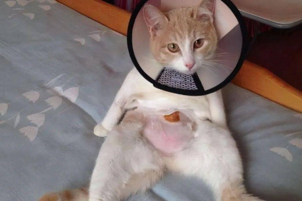 公猫生殖器外露的原因，可能是正在发情、受到激素刺激所致