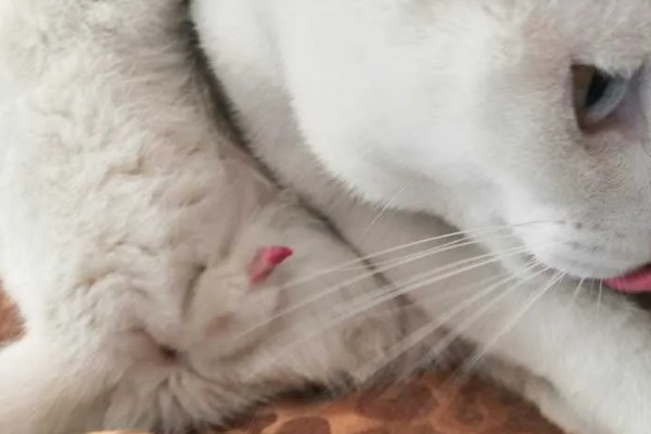 公猫生殖器外露的原因，可能是正在发情、受到激素刺激所致