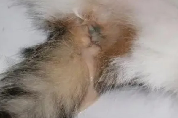 公猫生殖器外露的原因，可能是正在发情、受到激素刺激所致