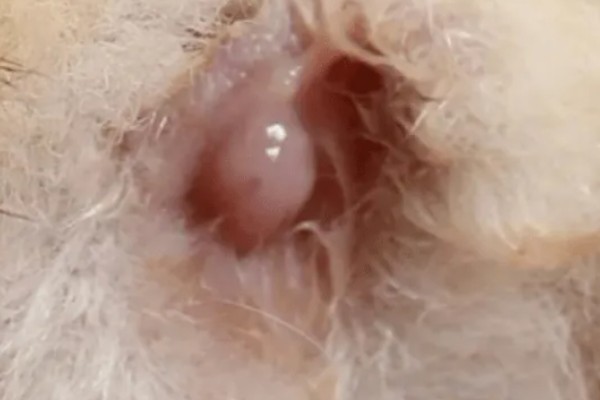 公猫生殖器外露的原因，可能是正在发情、受到激素刺激所致