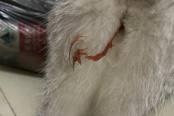 公猫生殖器外露的原因，可能是正在发情、受到激素刺激所致