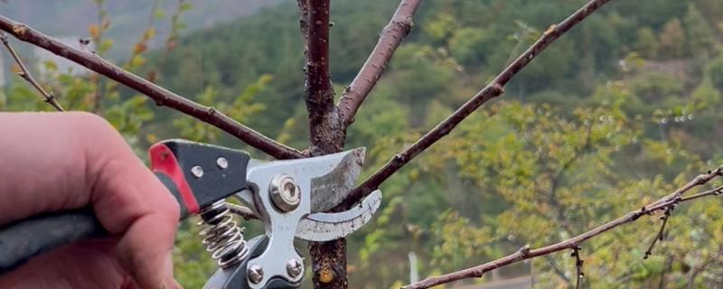 杏树的修剪方法，幼苗期把新稍上面的幼芽剪除