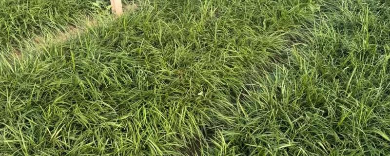 麦冬草的养殖方法，生长期间需要适当的阳光照射