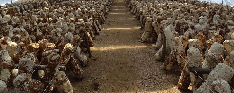 香菇怎么栽培，菌袋上面要扎出小孔