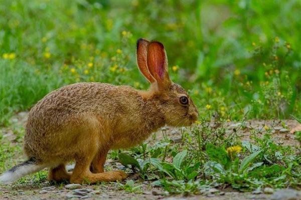 冬天野兔的生活规律，会躲在自己的洞穴中过冬