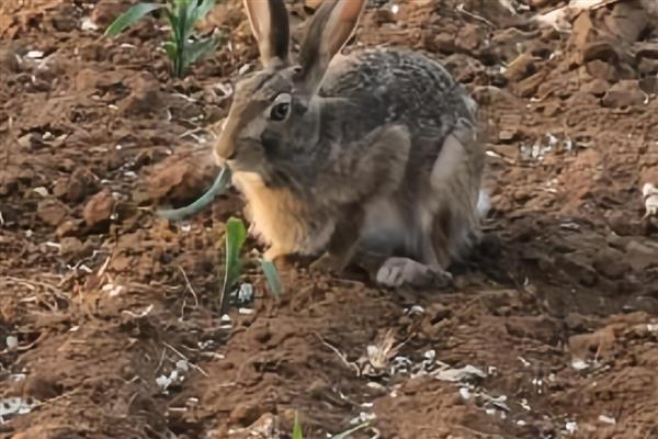 冬天野兔的生活规律，会躲在自己的洞穴中过冬